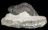 Bargain, Reedops Trilobite - Atchana, Morocco #58448-1